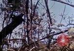 Image of 6th Marine Division 29th Regiment Okinawa Ryukyu Islands, 1945, second 50 stock footage video 65675052841