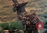 Image of Marines Naha Okinawa Ryukyu Islands, 1945, second 34 stock footage video 65675052905