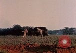 Image of 1st Marine Regiment Naha Okinawa Ryukyu Islands, 1945, second 18 stock footage video 65675052913