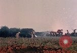 Image of 1st Marine Regiment Naha Okinawa Ryukyu Islands, 1945, second 23 stock footage video 65675052913