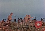 Image of 1st Marine Regiment Naha Okinawa Ryukyu Islands, 1945, second 44 stock footage video 65675052913