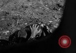 Image of 7th Marine Division Okinawa Ryukyu Islands, 1945, second 54 stock footage video 65675052921