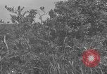 Image 7e Division maritime Okinawa îles Ryukyu, 1945, de la seconde 13 séquences d'archives historiques vidéo 65675052922