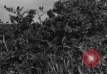 Image 7e Division maritime Okinawa îles Ryukyu, 1945, de la seconde 14 séquences d'archives historiques vidéo 65675052922