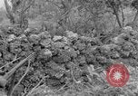 Image of 305th Infantry 77th Division Yuza Okinawa Ryukyu Islands, 1945, second 52 stock footage video 65675052965
