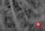 Image of 305th Infantry 77th Division Yuza Okinawa Ryukyu Islands, 1945, second 58 stock footage video 65675052966