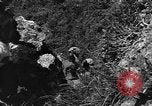 Image of 32nd Infantry 7th Division Okinawa Ryukyu Islands, 1945, second 28 stock footage video 65675052967