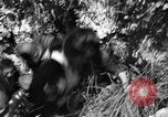 Image of 32nd Infantry 7th Division Okinawa Ryukyu Islands, 1945, second 21 stock footage video 65675052969