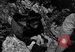Image of 32nd Infantry 7th Division Okinawa Ryukyu Islands, 1945, second 50 stock footage video 65675052969