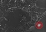 Image of 32nd Infantry 7th Division Okinawa Ryukyu Islands, 1945, second 53 stock footage video 65675052971