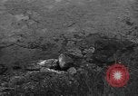 Image of 32nd Infantry 7th Division Okinawa Ryukyu Islands, 1945, second 26 stock footage video 65675052972