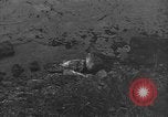 Image of 32nd Infantry 7th Division Okinawa Ryukyu Islands, 1945, second 27 stock footage video 65675052972