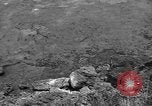 Image of 32nd Infantry 7th Division Okinawa Ryukyu Islands, 1945, second 53 stock footage video 65675052972
