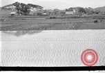 Image of rice paddies Japan, 1920, second 3 stock footage video 65675052988