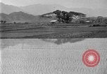 Image of rice paddies Japan, 1920, second 13 stock footage video 65675052988