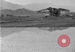 Image of rice paddies Japan, 1920, second 16 stock footage video 65675052988