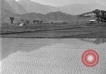Image of rice paddies Japan, 1920, second 21 stock footage video 65675052988