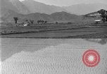 Image of rice paddies Japan, 1920, second 22 stock footage video 65675052988