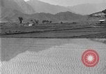 Image of rice paddies Japan, 1920, second 23 stock footage video 65675052988