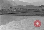 Image of rice paddies Japan, 1920, second 24 stock footage video 65675052988