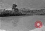 Image of rice paddies Japan, 1920, second 39 stock footage video 65675052988