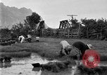 Image of rice paddies Japan, 1920, second 50 stock footage video 65675052988