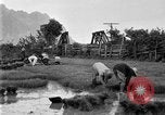 Image of rice paddies Japan, 1920, second 52 stock footage video 65675052988