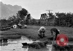Image of rice paddies Japan, 1920, second 53 stock footage video 65675052988