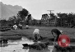Image of rice paddies Japan, 1920, second 54 stock footage video 65675052988