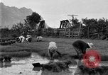 Image of rice paddies Japan, 1920, second 55 stock footage video 65675052988