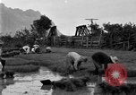 Image of rice paddies Japan, 1920, second 56 stock footage video 65675052988