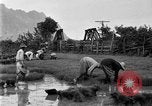 Image of rice paddies Japan, 1920, second 57 stock footage video 65675052988