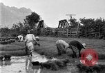 Image of rice paddies Japan, 1920, second 58 stock footage video 65675052988