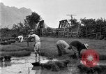 Image of rice paddies Japan, 1920, second 59 stock footage video 65675052988