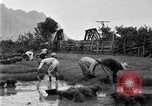 Image of rice paddies Japan, 1920, second 60 stock footage video 65675052988