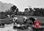 Image of rice paddies Japan, 1920, second 61 stock footage video 65675052988