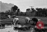 Image of rice paddies Japan, 1920, second 62 stock footage video 65675052988