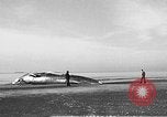 Standbild tot beached Whale United States USA, 1936, aus Sekunde 3 historischem Filmmaterial Videoclip 65675053140