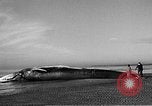 Standbild tot beached Whale United States USA, 1936, aus Sekunde 19 historischem Filmmaterial Videoclip 65675053140