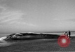 Standbild tot beached Whale United States USA, 1936, aus Sekunde 20 historischem Filmmaterial Videoclip 65675053140