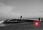 Standbild tot beached Whale United States USA, 1936, aus Sekunde 27 historischem Filmmaterial Videoclip 65675053140