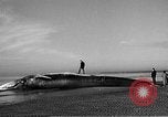 Standbild tot beached Whale United States USA, 1936, aus Sekunde 28 historischem Filmmaterial Videoclip 65675053140