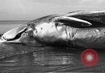 Standbild tot beached Whale United States USA, 1936, aus Sekunde 29 historischem Filmmaterial Videoclip 65675053140
