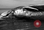 Standbild tot beached Whale United States USA, 1936, aus Sekunde 30 historischem Filmmaterial Videoclip 65675053140