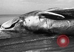 Standbild tot beached Whale United States USA, 1936, aus Sekunde 31 historischem Filmmaterial Videoclip 65675053140