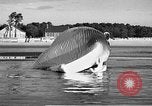 Standbild tot beached Whale United States USA, 1936, aus Sekunde 32 historischem Filmmaterial Videoclip 65675053140