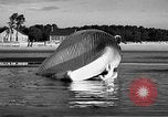 Standbild tot beached Whale United States USA, 1936, aus Sekunde 33 historischem Filmmaterial Videoclip 65675053140