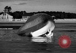 Standbild tot beached Whale United States USA, 1936, aus Sekunde 34 historischem Filmmaterial Videoclip 65675053140