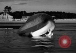Standbild tot beached Whale United States USA, 1936, aus Sekunde 35 historischem Filmmaterial Videoclip 65675053140