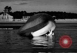 Standbild tot beached Whale United States USA, 1936, aus Sekunde 36 historischem Filmmaterial Videoclip 65675053140